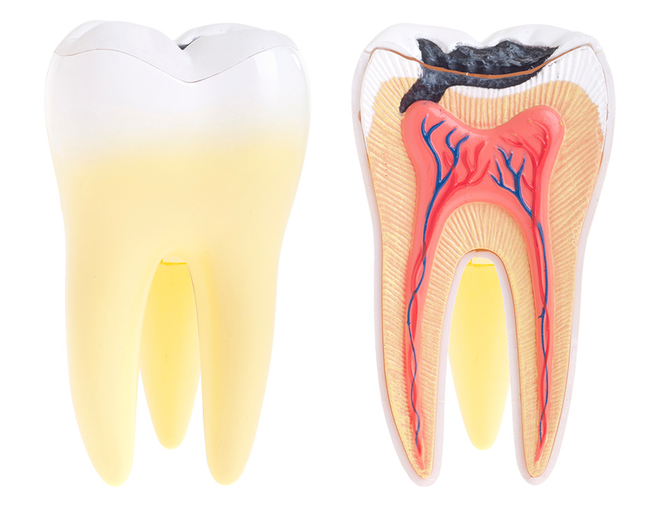 Tooth anatomy